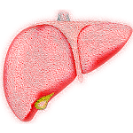 Cover Image of डाउनलोड Fatty Liver Exercise Treatment Diet Free App 1.0.0 APK