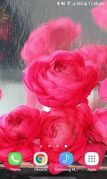 Rainy Pink Roses LWP