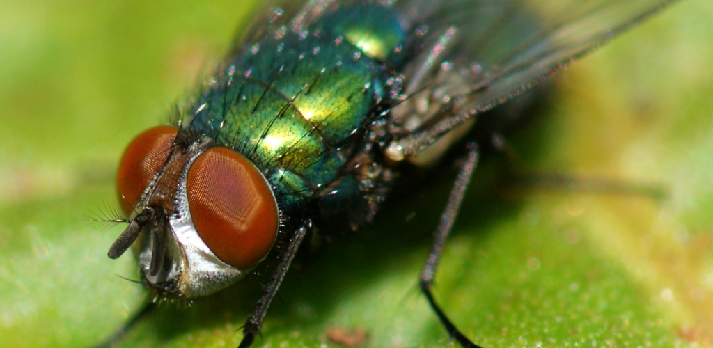 Звук мухи слушать. Сине-зелено-красные мухи. Fly Sound. Звук мухи жужжание.