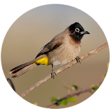 Bird Photography icon
