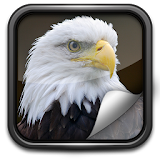 Eagle Live Wallpaper icon