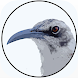BirdsEye Galápagos - Androidアプリ