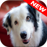 🐕 Border Collie Wallpapers icon