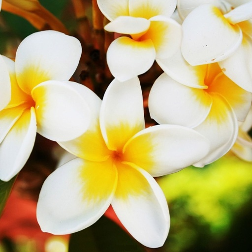 Plumeria Flower Wallpaper HD