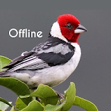 Cantos de Pássaros Brasileiros Offline icon