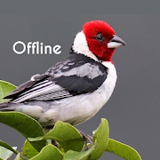 Cantos de Pássaros Brasileiros Offline