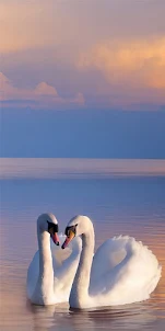 Swan Wallpaper-HD