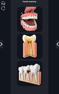 Dental  Anatomy Unknown