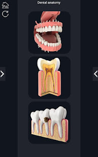 Dental  Anatomy 2.3 screenshots 1