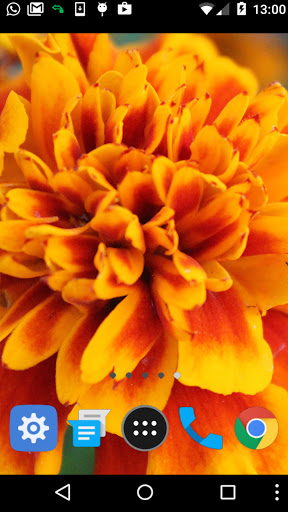 marigold wallpaper Screen 2