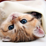 Cover Image of ดาวน์โหลด ลูกแมวอยู่วอลล์เปเปอร์  APK