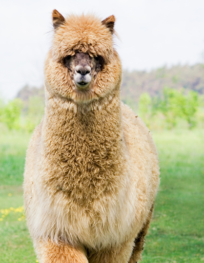 All Information on the Alpaca