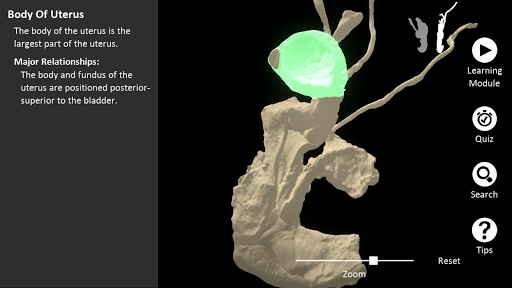 Digital Cadaver Library: Digit Screen 3
