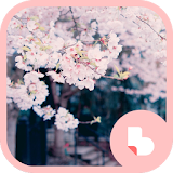 벚꽃 버즈런처 테마 (홈팩) icon