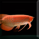 Arowana Fish LiveWallpaper icon