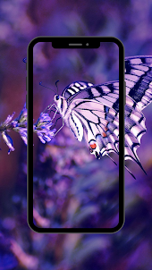 Butterfly wallpaper 4K, UHD