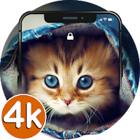 🐱 Cute Cat Wallpapers HD  4K Cute Cat Pics