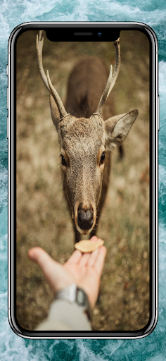 Android application Animals Wallpapers HD screenshort