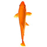 Fish simulator icon
