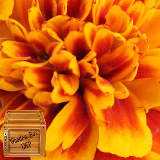 marigold wallpaper logo