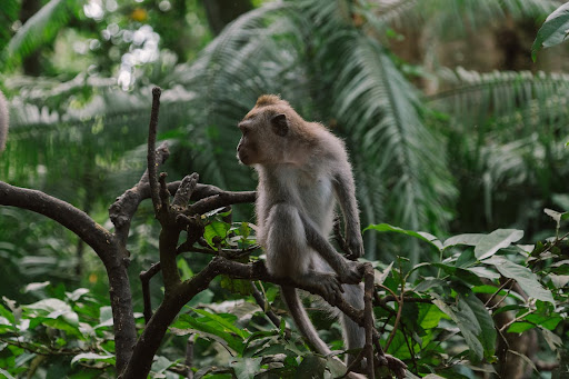 Android application Call From Monkey Prank screenshort