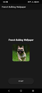 French Bulldog Wallpaper