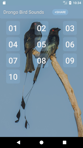 Android application Drongo Bird Sounds screenshort
