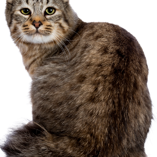 The Cute Pixiebob Cat