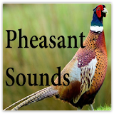 Pheasant Sounds icon