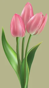 Tulips Flower Wallpapers