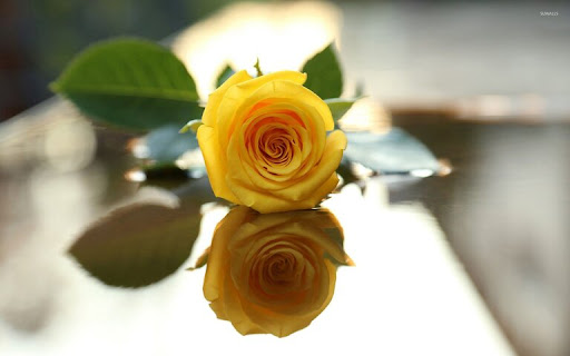 Yellow Rose Wallpaper