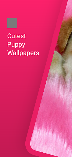 Android application Cute dog wallpapers puppy screenshort
