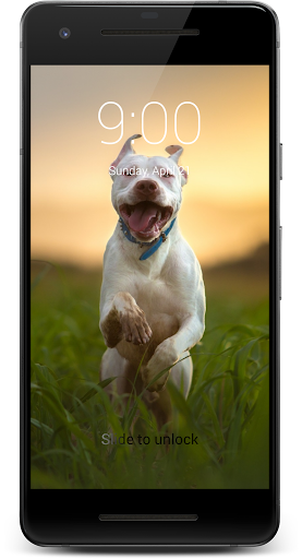 Pitbull Dog HD Lock Screen
