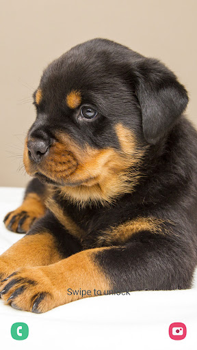 Android application Puppy Wallpaper & Cute Dog HD screenshort