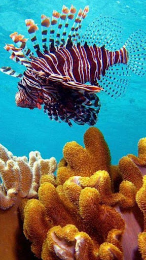 Aquarium Wallpapers Screen 2