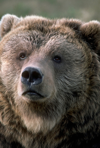 Android application Bear Sounds screenshort