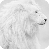 White Lion HD Wallpaper icon