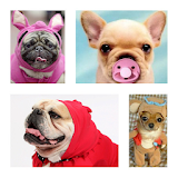 Funny Puppies Wallpaper icon