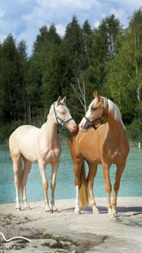 Everything Horses Wallpaper