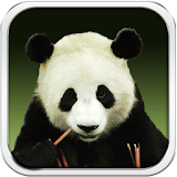 Panda Bear Live Wallpaper HD icon