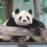 China Panda Wallpaper icon