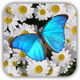 Butterfly Live Wallpaper Free icon