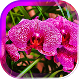 Orchids Magic live wallpaper icon