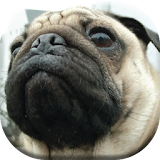 Love Pug Wallpapers icon