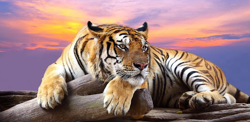 Wild Animals Live Wallpaper Apps On Google Play