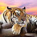 Beautifull Live Animal Wallpaper App For Android Pictures