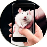Rat On Screen Hand Simulator icon