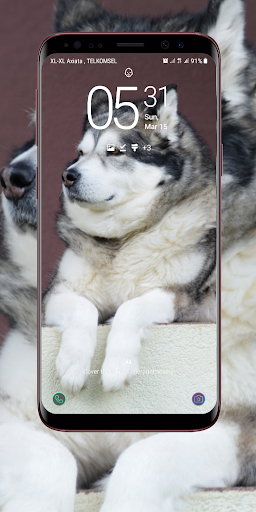 Siberian Husky Wallpaper Apps On Google Play