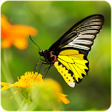 HD Wallpaper : Butterfly icon