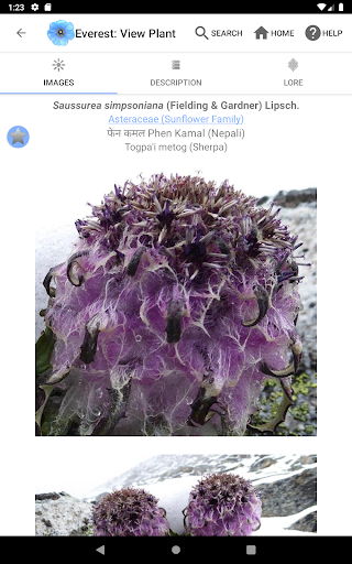 Screenshot of Wildflowers of Mount Everest